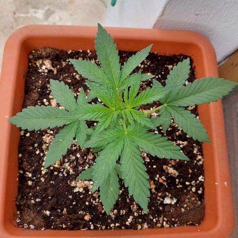 Bruce Banner Auto growlog timeline photo
