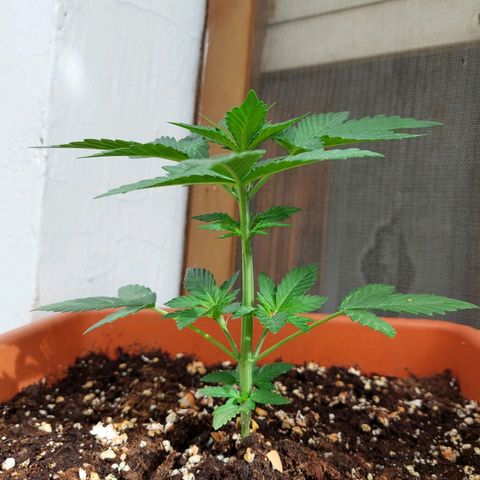 Bruce Banner Auto growlog timeline photo