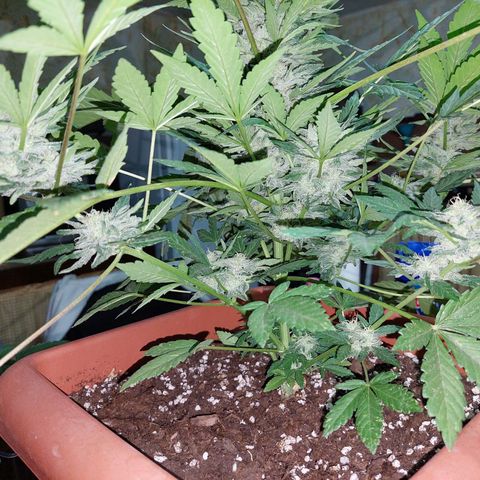Bruce Banner Auto growlog timeline photo