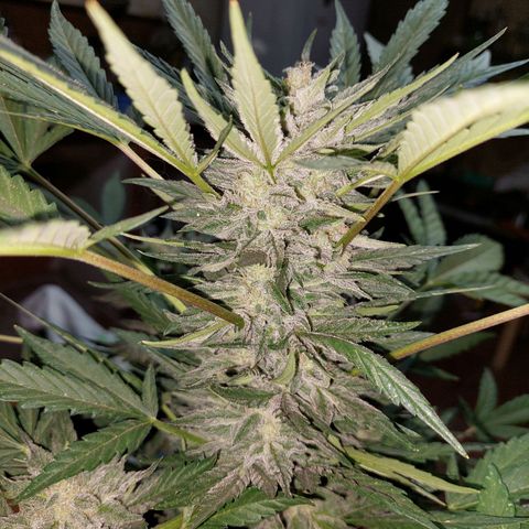 Bruce Banner Auto growlog timeline photo