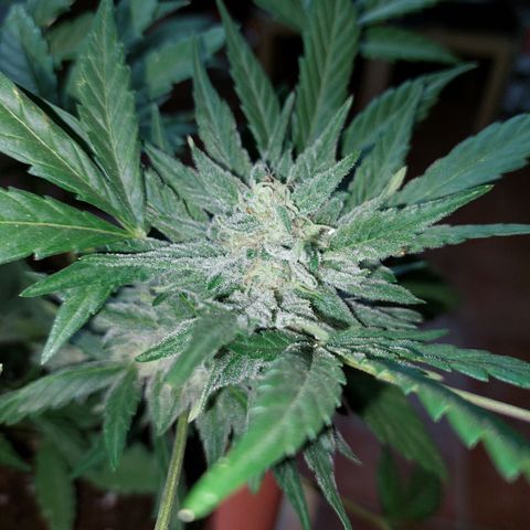 Bruce Banner Auto growlog timeline photo