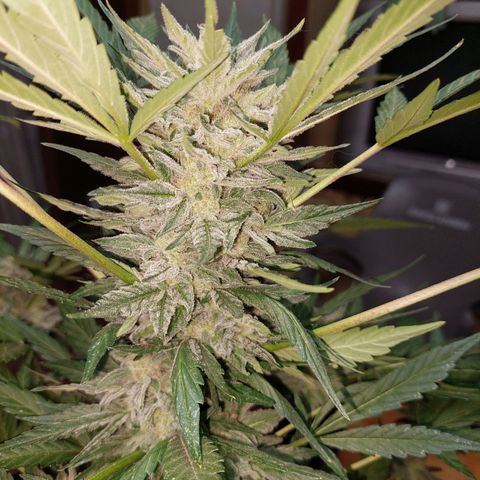 Bruce Banner Auto growlog timeline photo