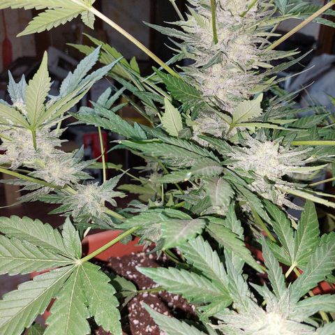 Bruce Banner Auto growlog timeline photo