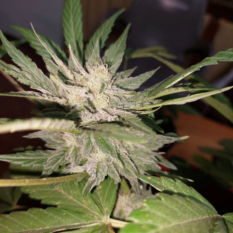 Bruce Banner Auto growlog timeline photo