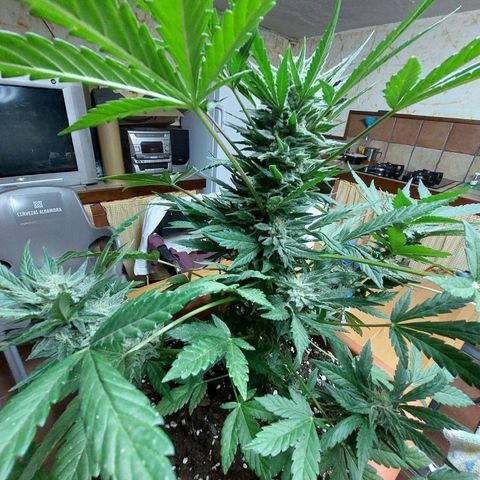 Bruce Banner Auto growlog timeline photo