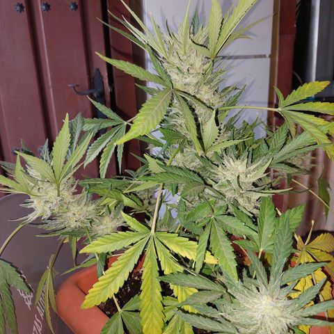 Bruce Banner Auto growlog timeline photo