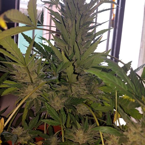 Bruce Banner Auto growlog timeline photo