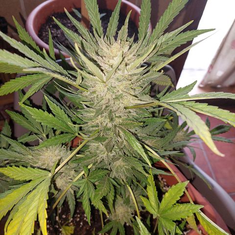 Bruce Banner Auto growlog timeline photo