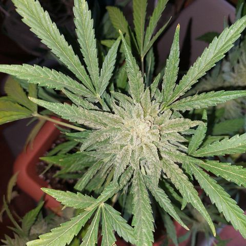Bruce Banner Auto growlog timeline photo