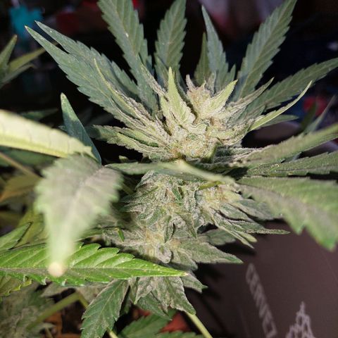 Bruce Banner Auto growlog timeline photo