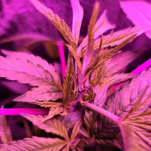 Bag Seed First Gos growlog photo: Progress pics for today
3 under flowering lights 💐 
1 tiny seedling 🌱 