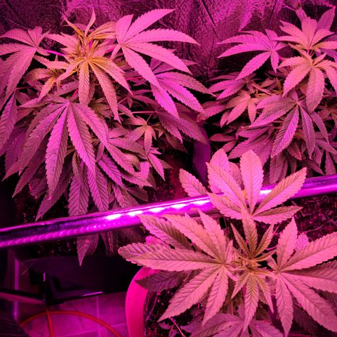 Bag Seed First Gos growlog photo: Progress pics for today
3 under flowering lights 💐 
1 tiny seedling 🌱 