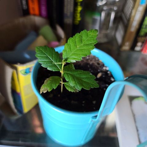Bag Seed First Gos growlog photo: Progress pics for today
3 under flowering lights 💐 
1 tiny seedling 🌱 