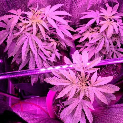 Bag Seed First Gos growlog photo: Progress pics for today
3 under flowering lights 💐 
1 tiny seedling 🌱 