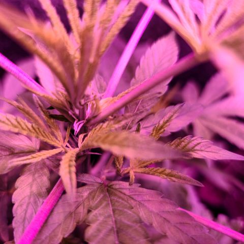 Bag Seed First Gos growlog photo: Progress pics for today
After moving inside. 
