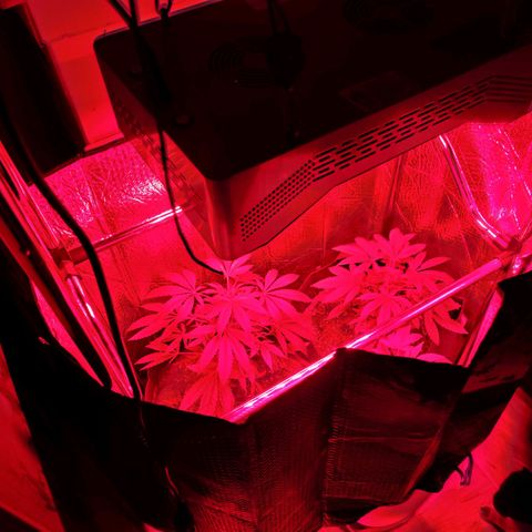 Bag Seed First Gos growlog photo: Progress pics for today
After moving inside. 