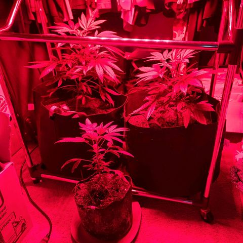 Bag Seed First Gos growlog photo: Progress pics for today
After moving inside. 