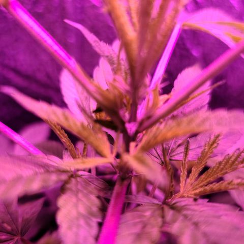 Bag Seed First Gos growlog photo: Progress pics for today
After moving inside. 