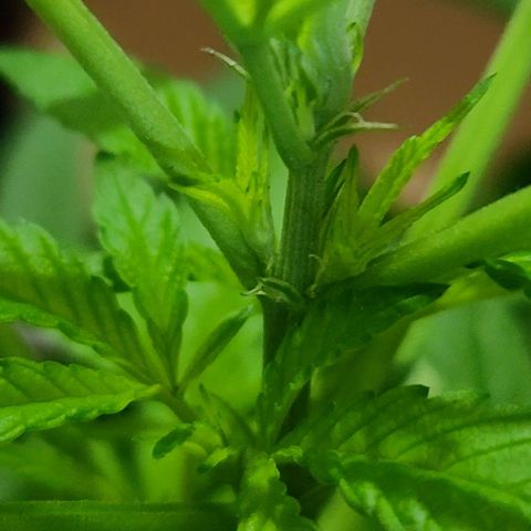 Bag Seed First Gos growlog photo: Progress pics for today
After moving inside. 