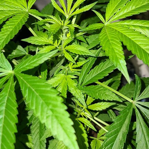 Bag Seed First Gos growlog photo: Progress pics for today
After moving inside. 
