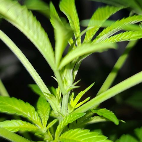 Bag Seed First Gos growlog photo: Progress pics for today
After moving inside. 