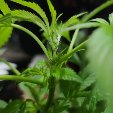 Bag Seed First Gos growlog photo: Progress pics for today
After moving inside. 