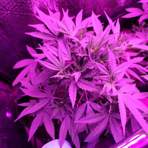 Bag Seed First Gos growlog photo: Flowering 💐 right along 