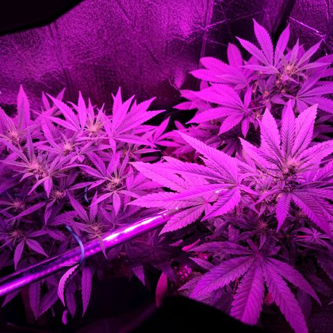 Bag Seed First Gos growlog timeline photo