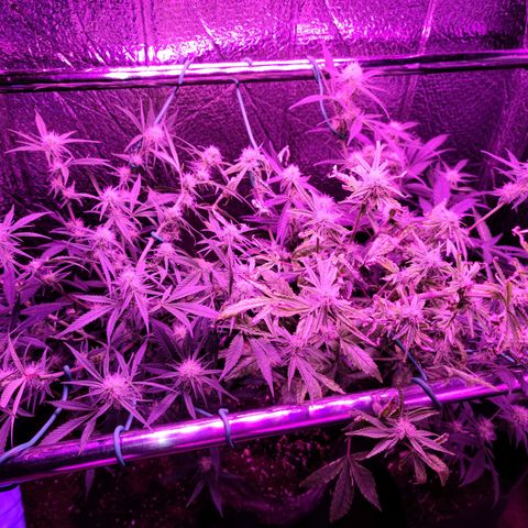 Bag Seed First Gos growlog timeline photo