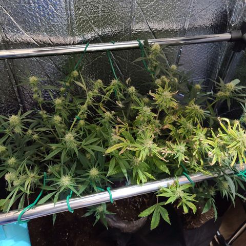 Bag Seed First Gos growlog timeline photo