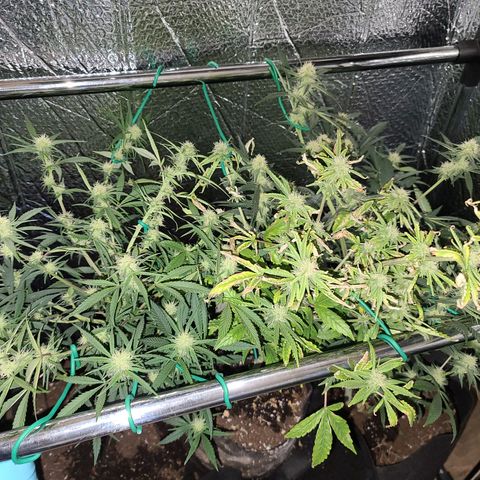 Bag Seed First Gos growlog timeline photo
