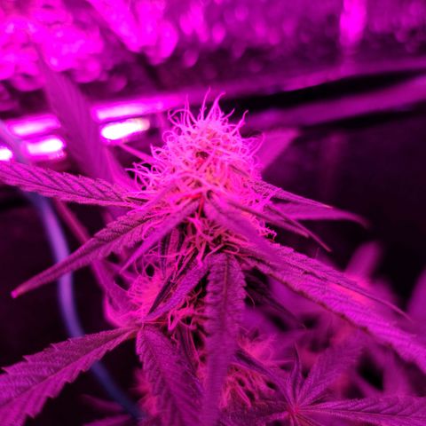 Bag Seed First Gos growlog timeline photo