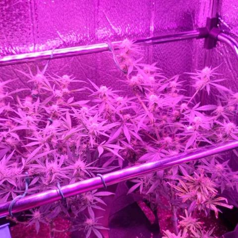 Bag Seed First Gos growlog timeline photo