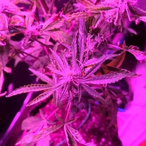 Bag Seed First Gos growlog timeline photo