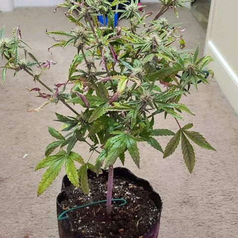 Bag Seed First Gos growlog timeline photo