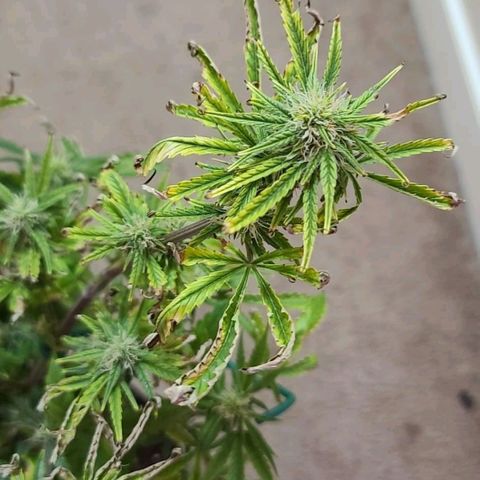 Bag Seed First Gos growlog timeline photo
