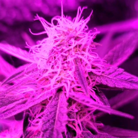 Bag Seed First Gos growlog timeline photo