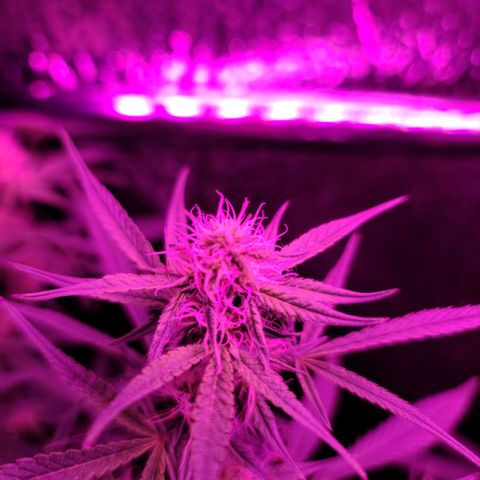 Bag Seed First Gos growlog timeline photo