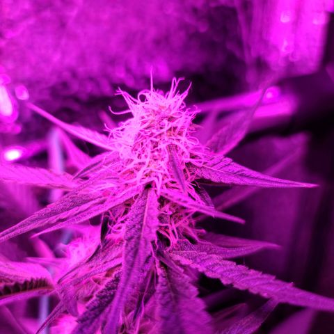 Bag Seed First Gos growlog timeline photo