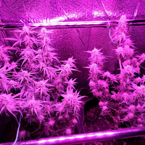 Bag Seed First Gos growlog photo: Defoliated