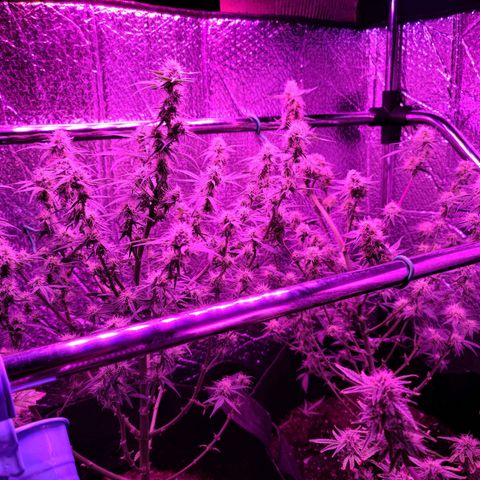 Bag Seed First Gos growlog photo: Defoliated