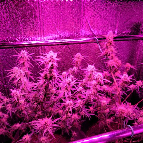 Bag Seed First Gos growlog photo: Defoliated