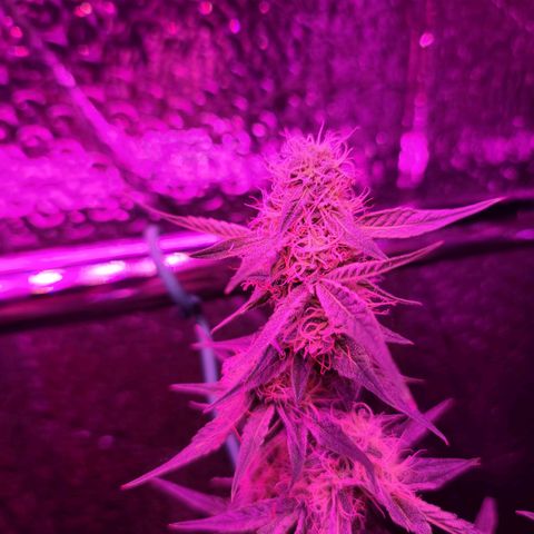 Bag Seed First Gos growlog timeline photo