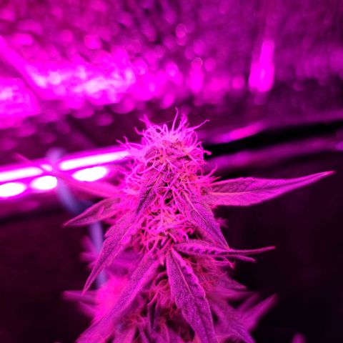Bag Seed First Gos growlog timeline photo