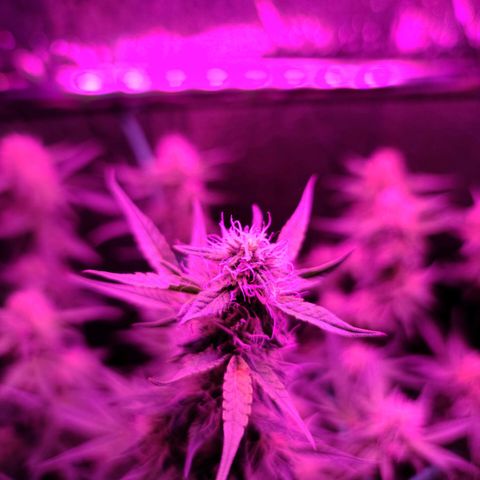 Bag Seed First Gos growlog timeline photo