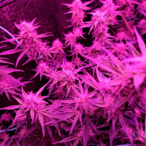 Bag Seed First Gos growlog timeline photo