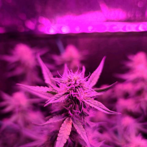 Bag Seed First Gos growlog timeline photo