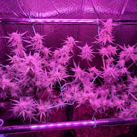 Bag Seed First Gos growlog timeline photo
