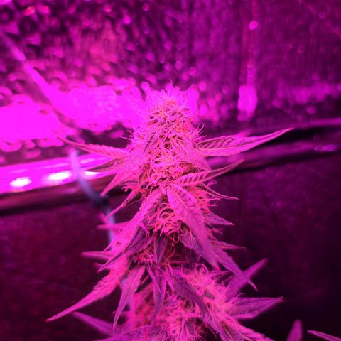 Bag Seed First Gos growlog timeline photo