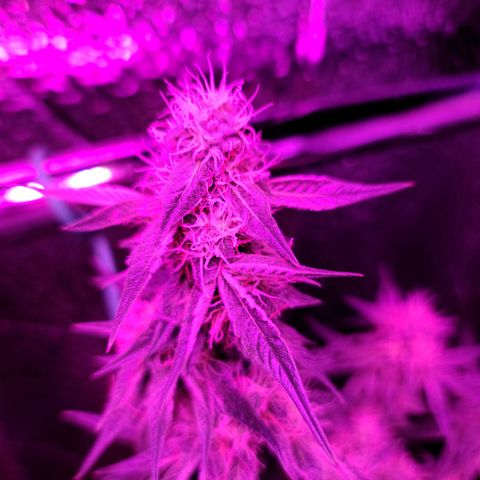 Bag Seed First Gos growlog timeline photo